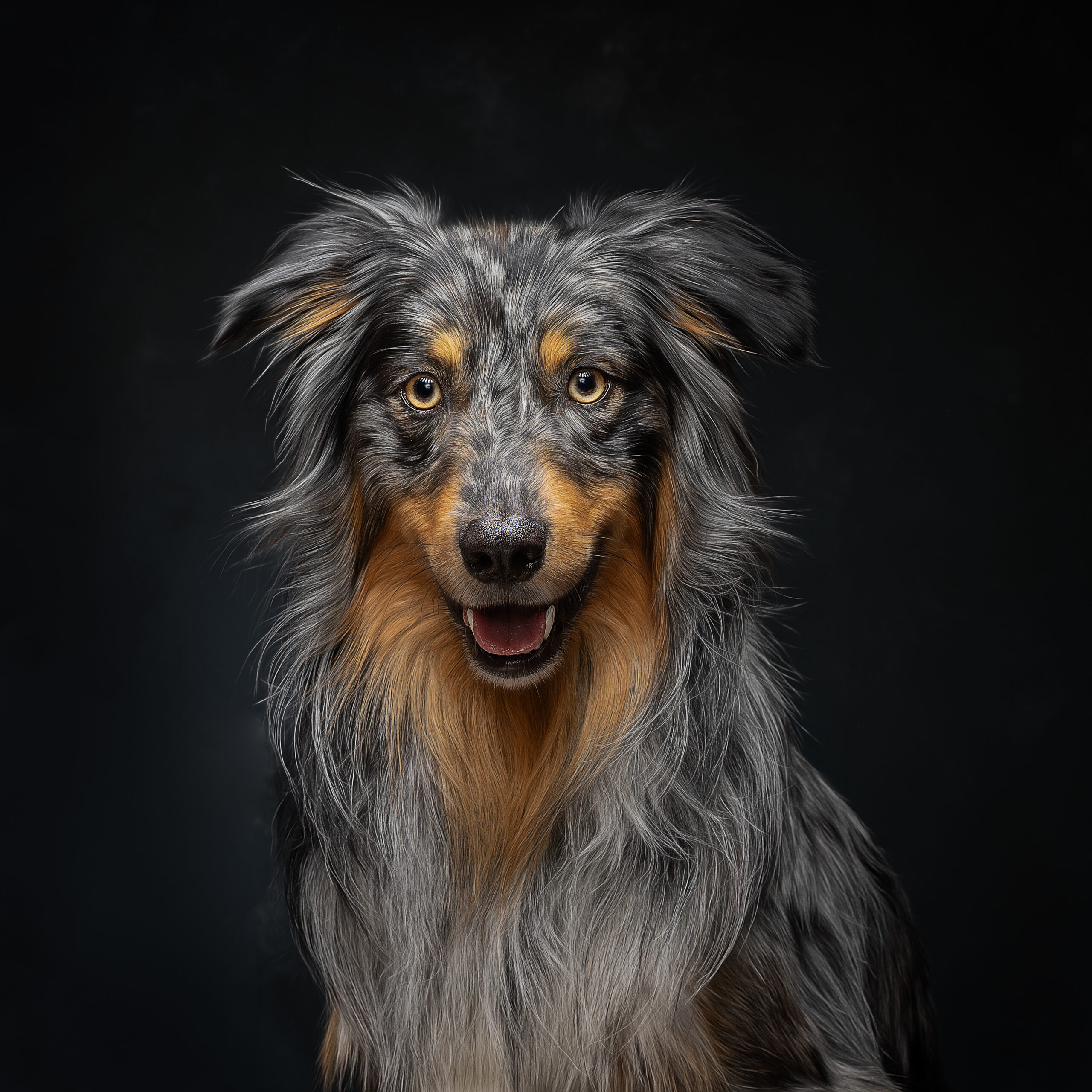 Fine Art Dog Portraits featuring an Australian Shepherd