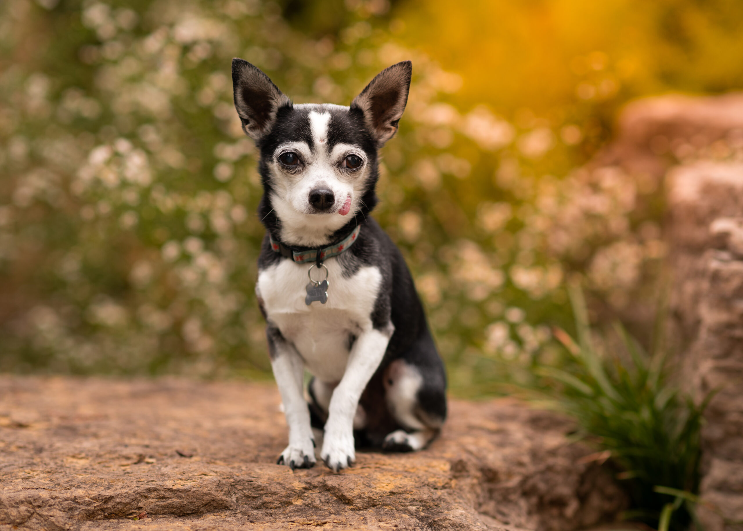 small chihuahua posing for his outdoor pet session in chicago